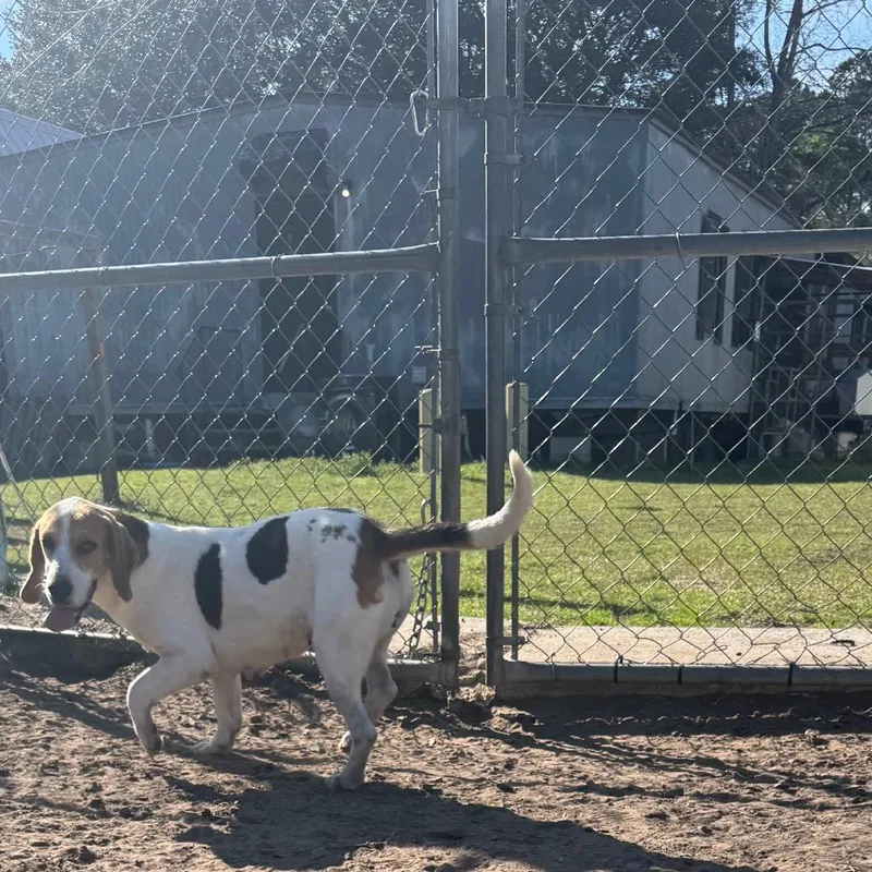 An adult large-sized female White / Cream Beagle dog named Penny Lane for adoption in Hinesville, GA