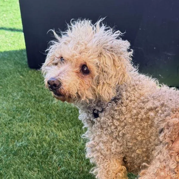 A senior small-sized male Miniature Poodle dog named Barry Bologna for adoption in Walnut Creek, CA