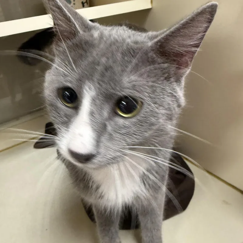 An adult medium-sized male Gray / Blue / Silver Domestic Short Hair cat named Teddy for adoption in Ponca City, OK