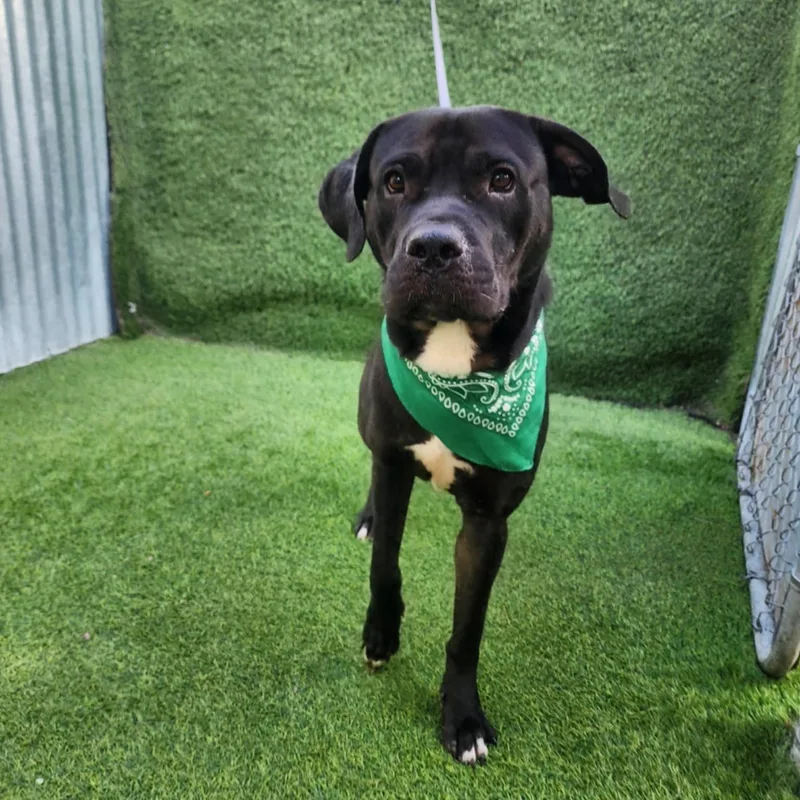 Babe Ruth thumbnail 2