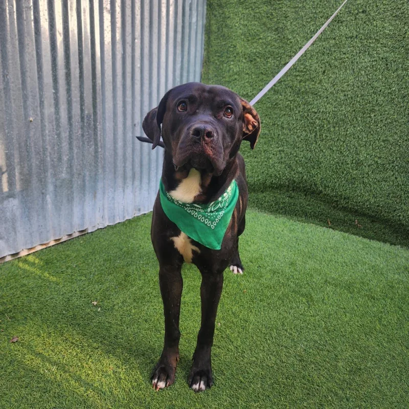 Babe Ruth thumbnail 3