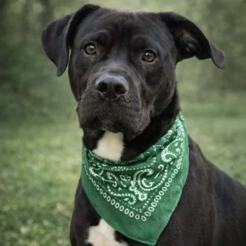An adult large-sized male Black American Staffordshire Terrier dog named Babe Ruth for adoption in Oak Point, TX