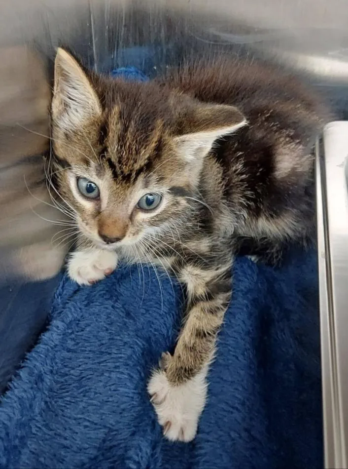 A baby small-sized male Domestic Short Hair cat named Squirt for adoption in Hartsville, SC