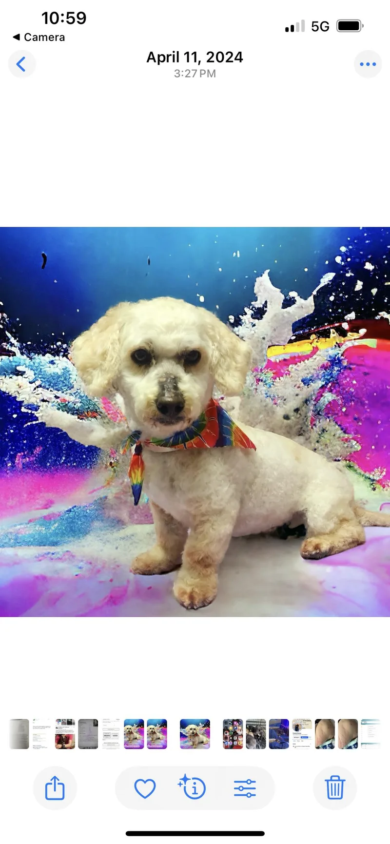 An adult small-sized male Red / Chestnut / Orange Poodle dog named Ace for adoption in Tonopah, AZ