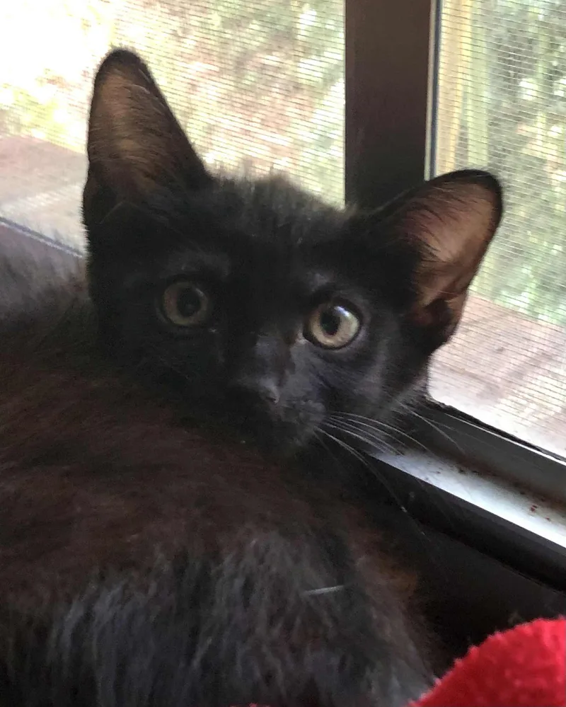 A young small-sized male Domestic Short Hair cat named Coal for adoption in Randolph, AL