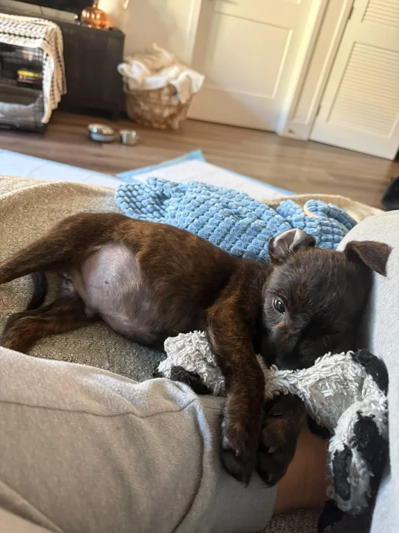 A baby medium-sized male Australian Cattle Dog / Blue Heeler named Mango for adoption in San Diego, CA