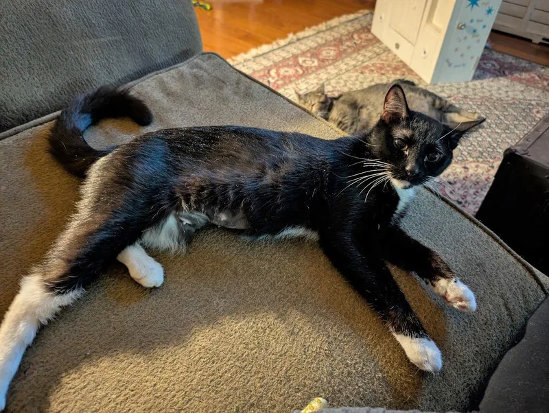 Sweet Pea  Fully thumbnail 2