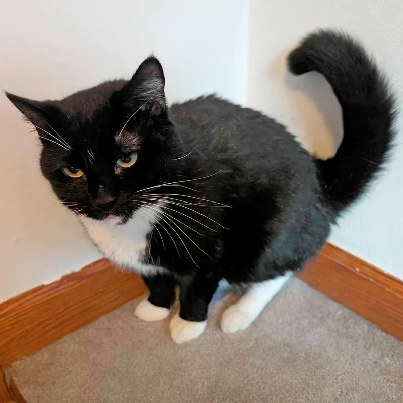 Sweet Pea  Fully thumbnail 3