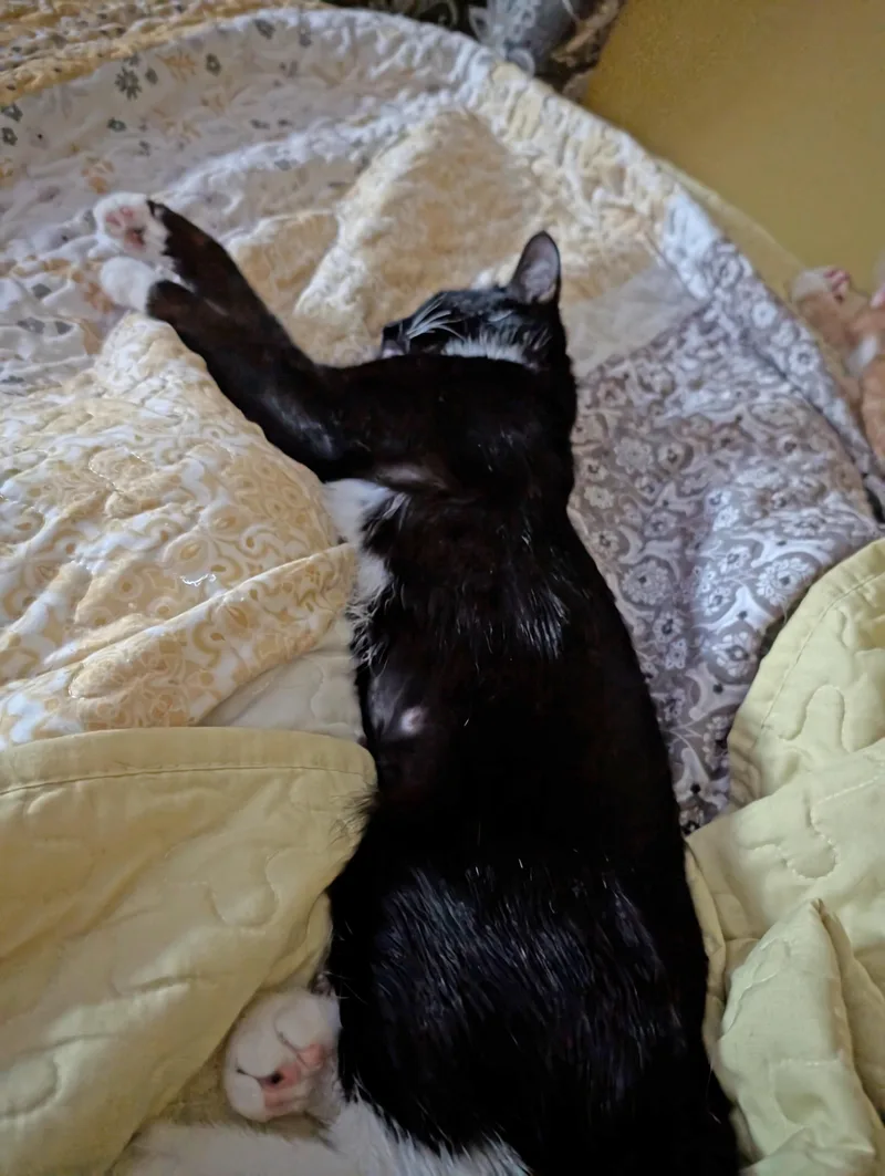 Sweet Pea  Fully thumbnail 6