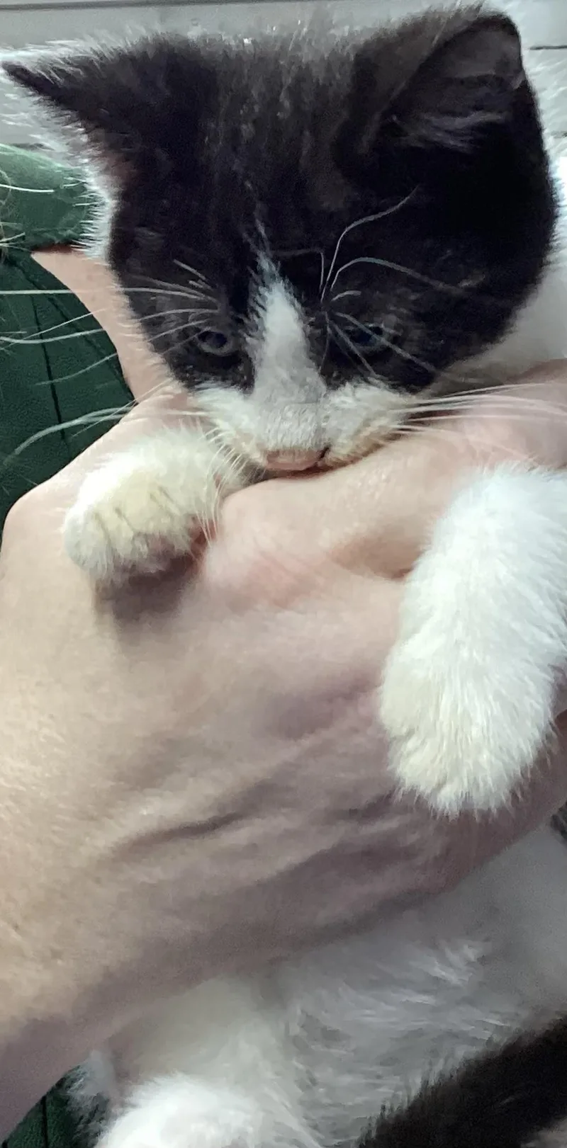 A baby medium-sized male Black & White / Tuxedo Domestic Short Hair cat named Venkman for adoption in Lemoyne, PA