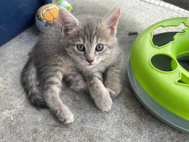 A baby medium-sized female Gray & White Tabby cat named Marcie for adoption in Midway City, CA