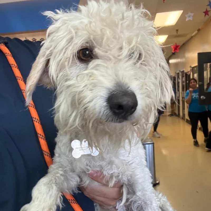 An adult small-sized male White / Cream Maltese dog named Niffler City Of Industry for adoption in Chino Hills, CA