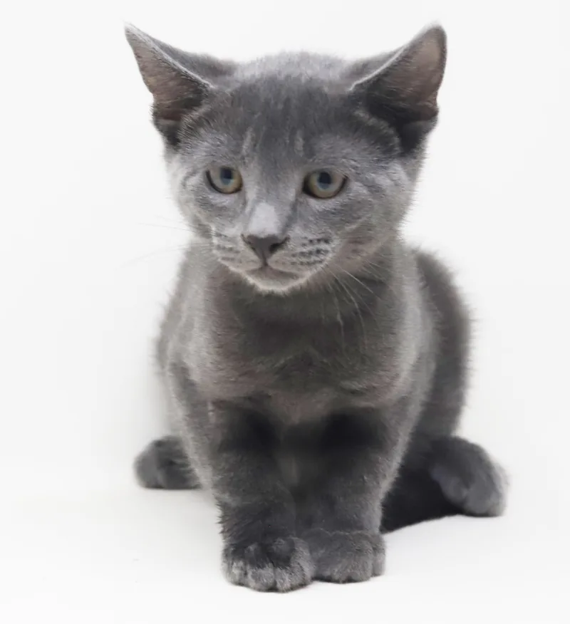 A baby small-sized male Russian Blue cat named Rhysand is our ACOTR for adoption in Bedford Hills, NY