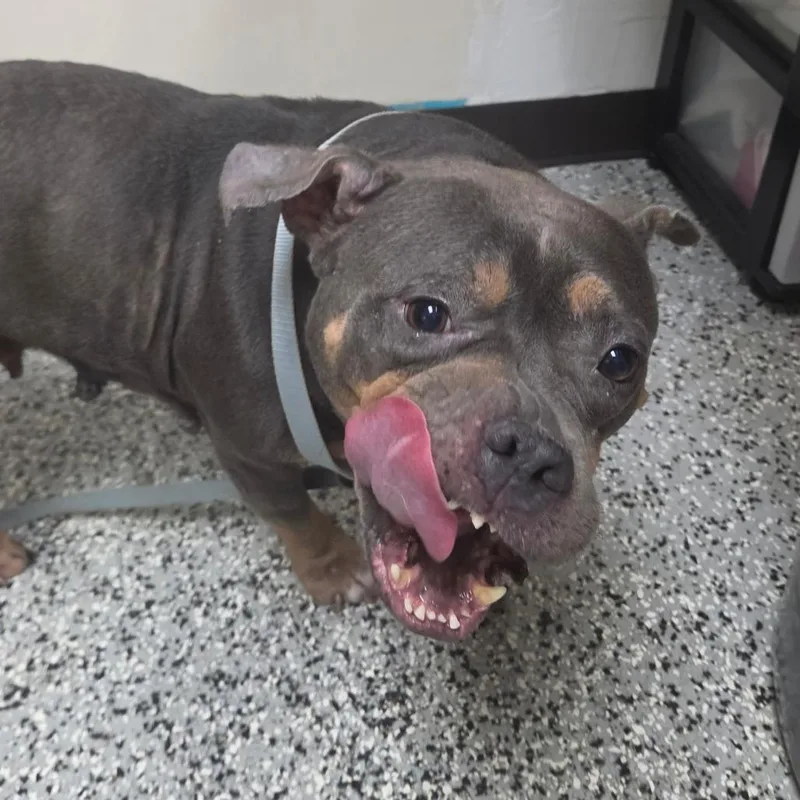 An adult medium-sized female Brown / Chocolate American Bully dog named Aughra for adoption in Lakeland, FL