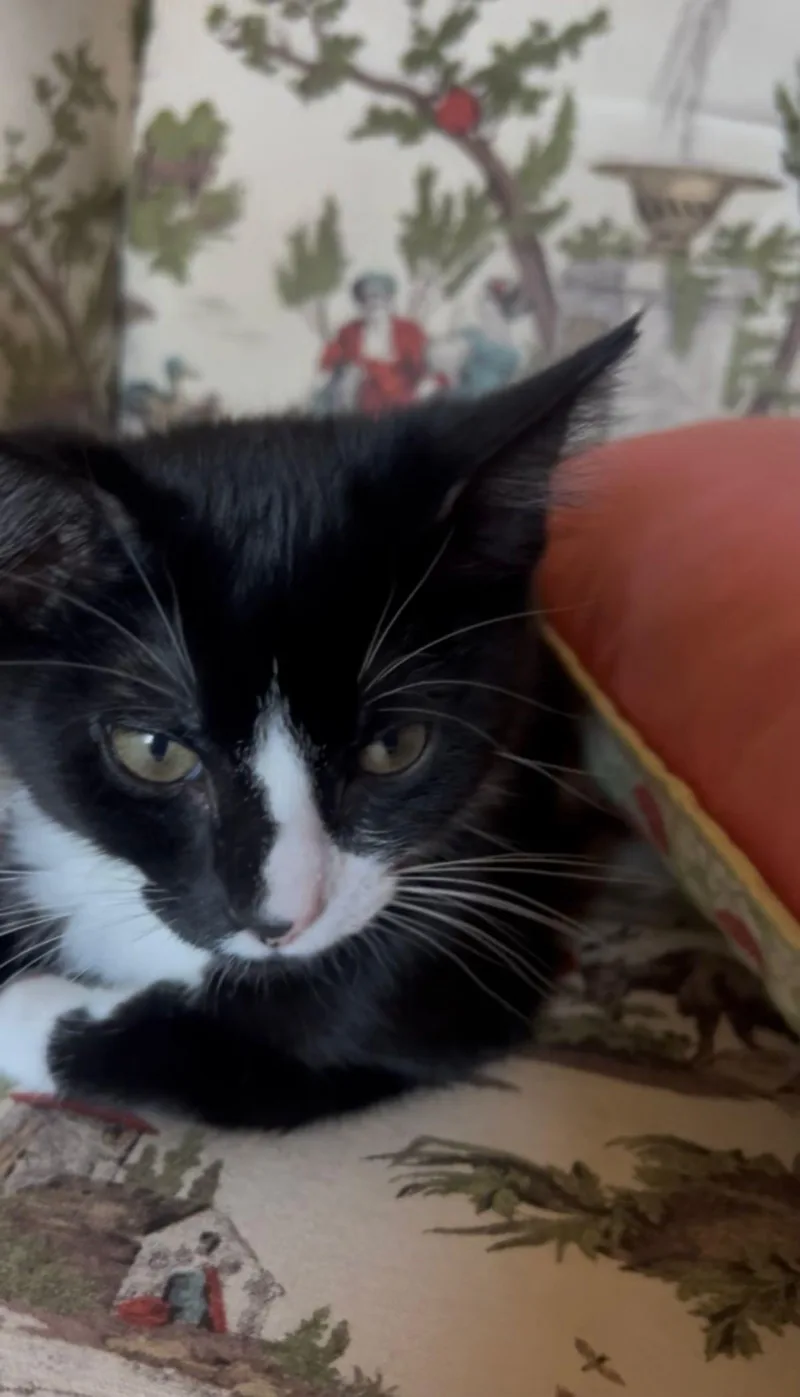 A baby small-sized female Black & White / Tuxedo Domestic Short Hair cat named Molly for adoption in Gladstone, OR