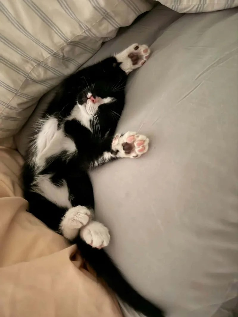 Molly thumbnail 4