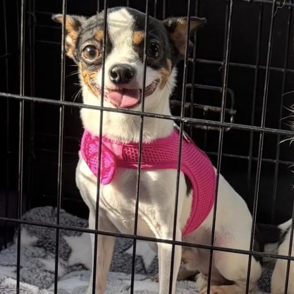 An adult small-sized male White / Cream Chihuahua dog named Polo for adoption in Phoenix, MD