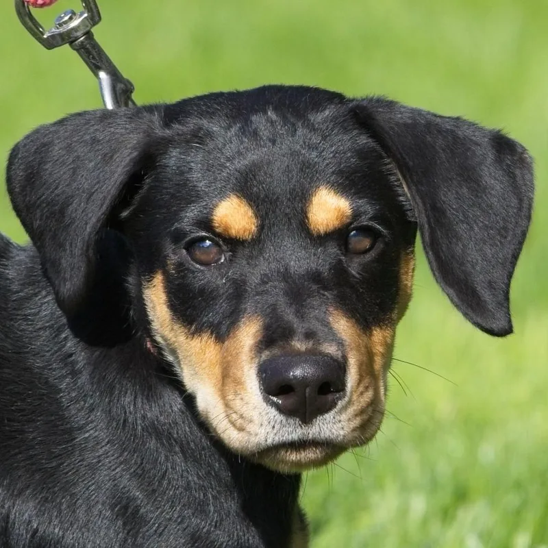 A baby small-sized female Doberman Pinscher dog named Raven for adoption in South Elgin, IL