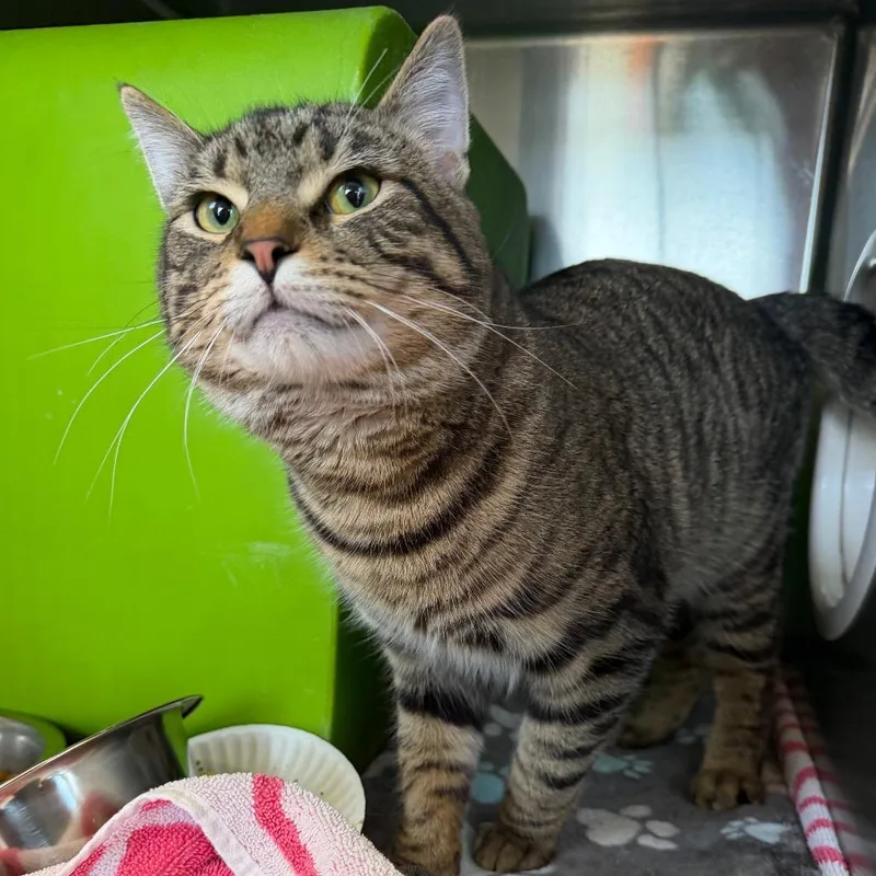 A young large-sized male Brown / Chocolate Domestic Short Hair cat named Tyler for adoption in Waukesha, WI