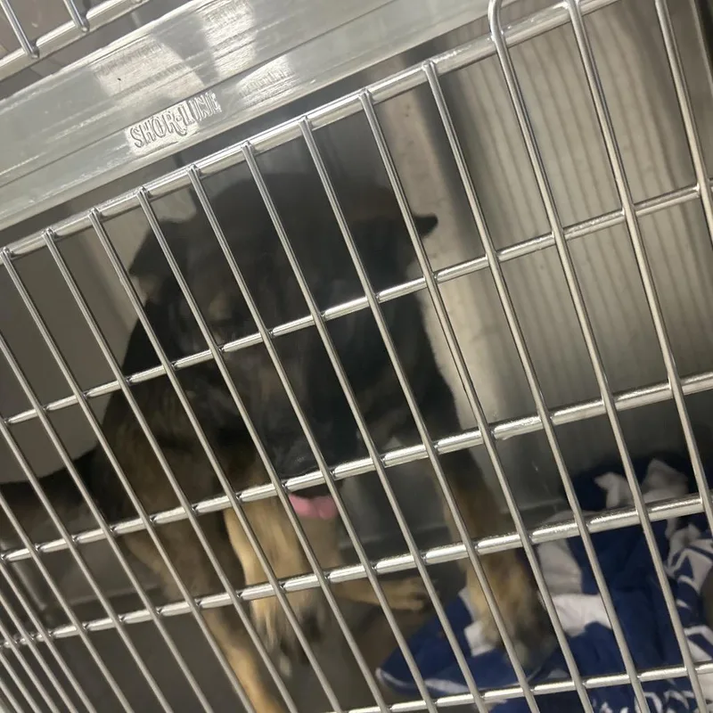 A young medium-sized female Brown / Chocolate Shepherd dog named Darling for adoption in Greensboro, NC