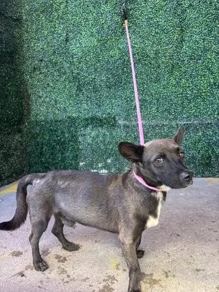 An adult medium-sized male Chihuahua dog named 61762717 for adoption in El Paso, TX