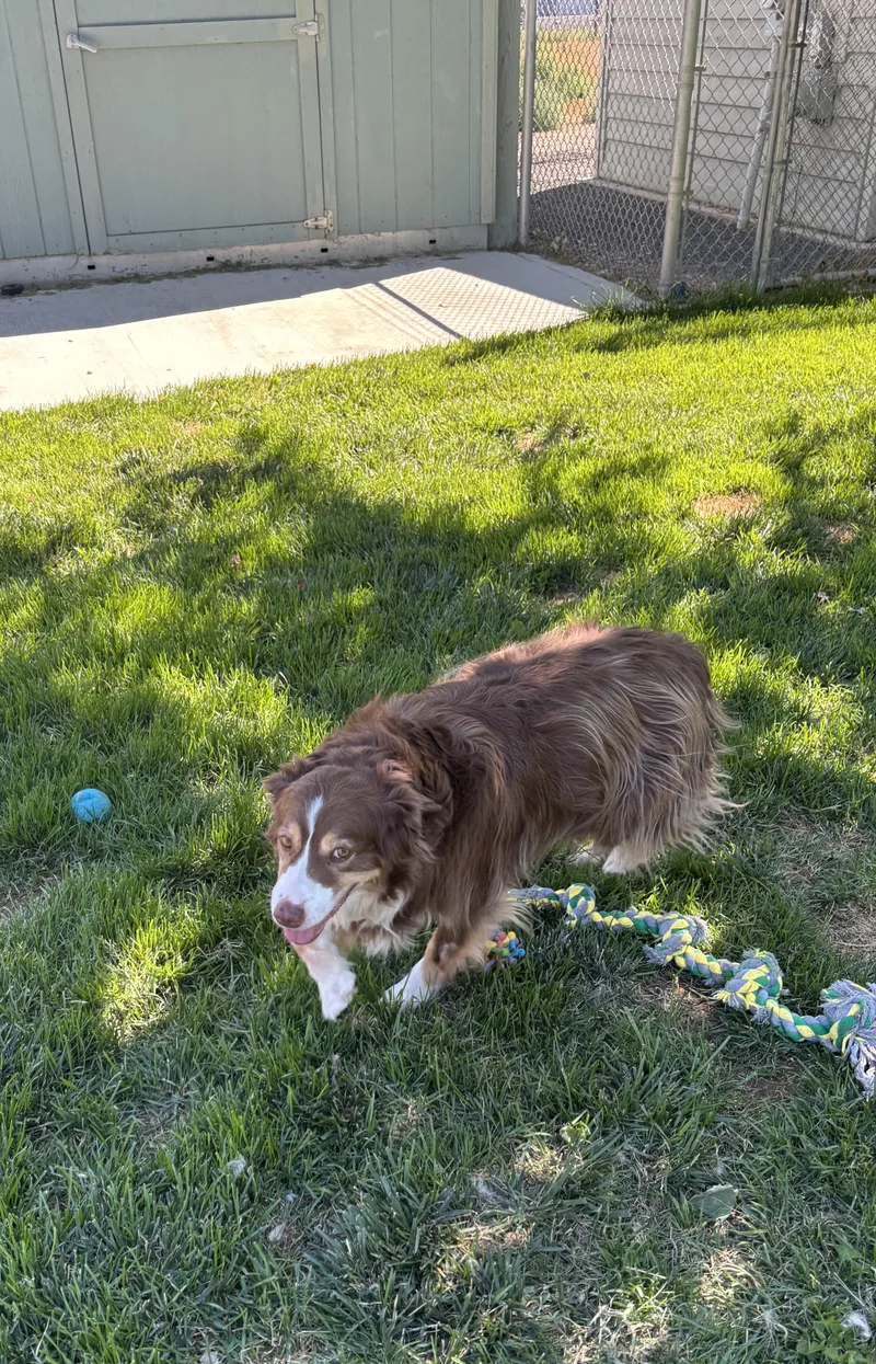 Lila