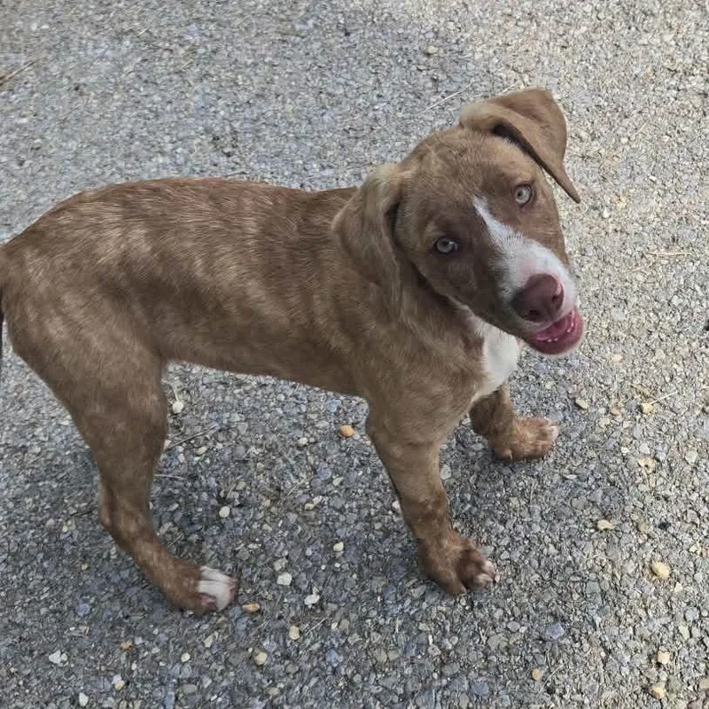 A baby small-sized female Collie dog named Fall Pup: Autumn Joy for adoption in Falls Church, VA