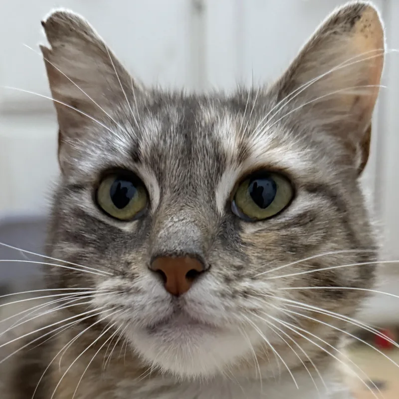 An adult medium-sized female Torbie Domestic Short Hair cat named Francesca for adoption in Santa Ana, CA