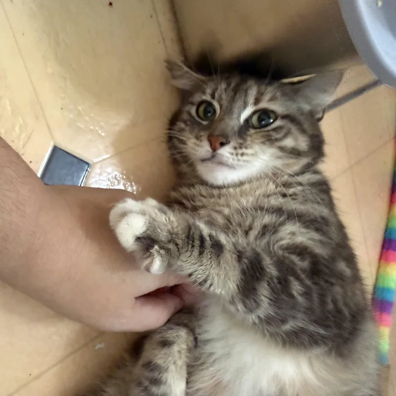 Francesca thumbnail 5