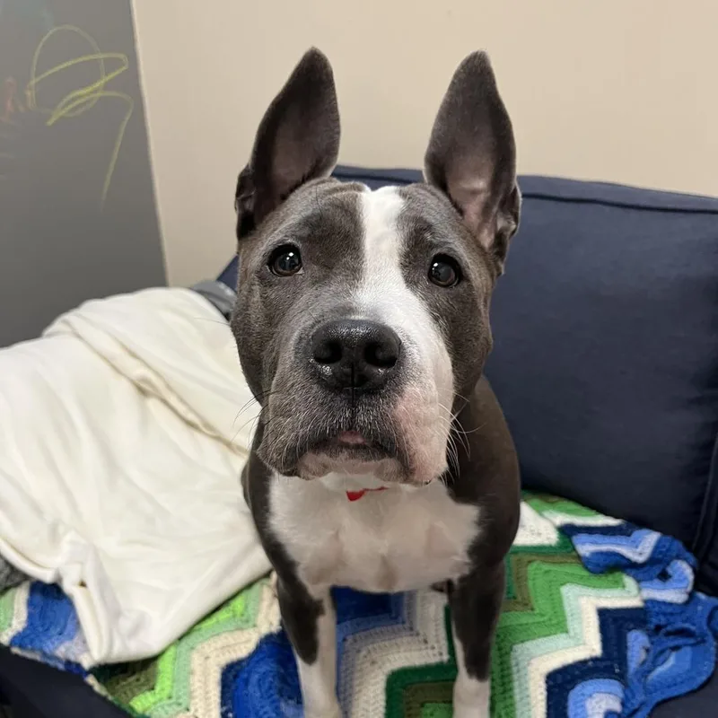 An adult medium-sized female Gray / Blue / Silver Pit Bull Terrier dog named Storm for adoption in Chicago, IL
