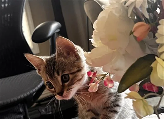 A baby small-sized female Domestic Short Hair cat named Miso for adoption in Santa Clara, CA
