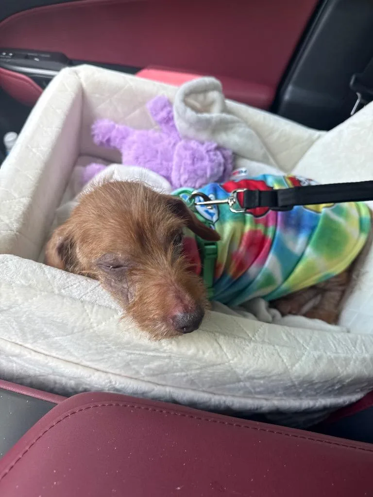 An adult small-sized male Dachshund dog named Wookie for adoption in Princeton, MA
