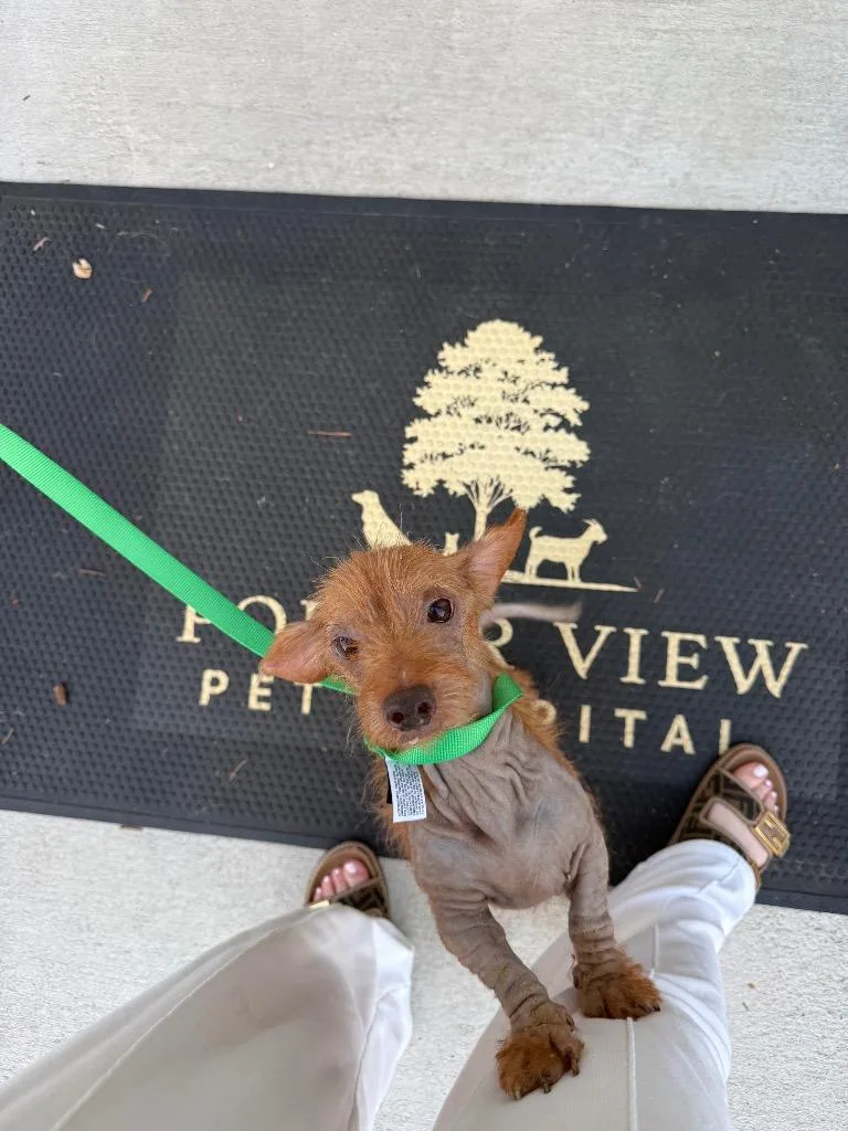 Wookie thumbnail 5