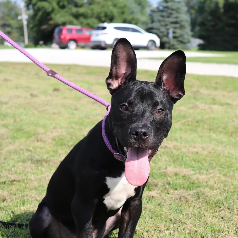 A young large-sized male Black Pit Bull Terrier dog named Beans for adoption in Springfield, IL