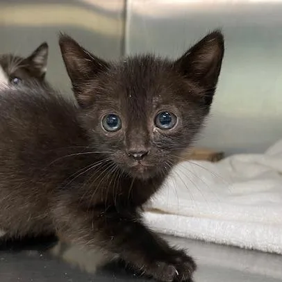 A baby small-sized female Black Domestic Short Hair cat named Ink for adoption in Vieques, PR