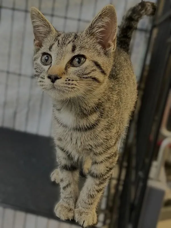 A baby small-sized male Domestic Short Hair cat named Topaz for adoption in Roanoke, VA
