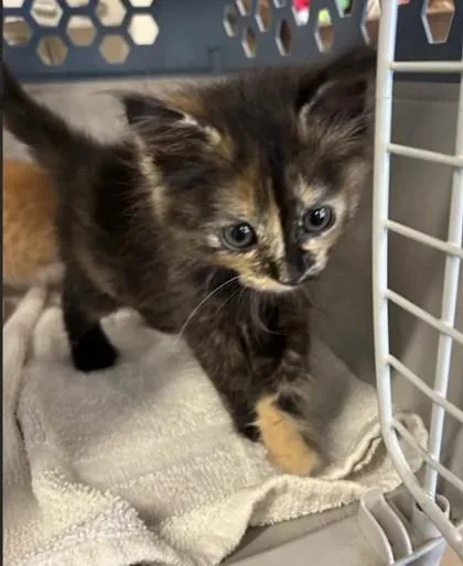 A baby small-sized female Domestic Medium Hair cat named Dora for adoption in Atlanta, GA