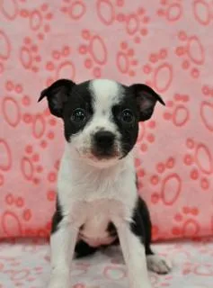 A young medium-sized female Australian Cattle Dog / Blue Heeler dog named Lex for adoption in Miami, FL