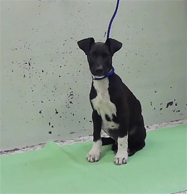 A baby small-sized male Labrador Retriever dog named A for adoption in Houston, TX