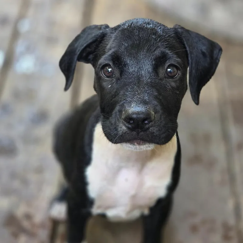 A baby small-sized female Black Mixed Breed dog named Bonnie Bennett for adoption in Charleston, WV