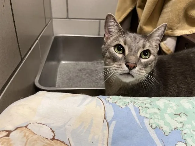 An adult medium-sized male Domestic Short Hair cat named Moe for adoption in Boston, MA