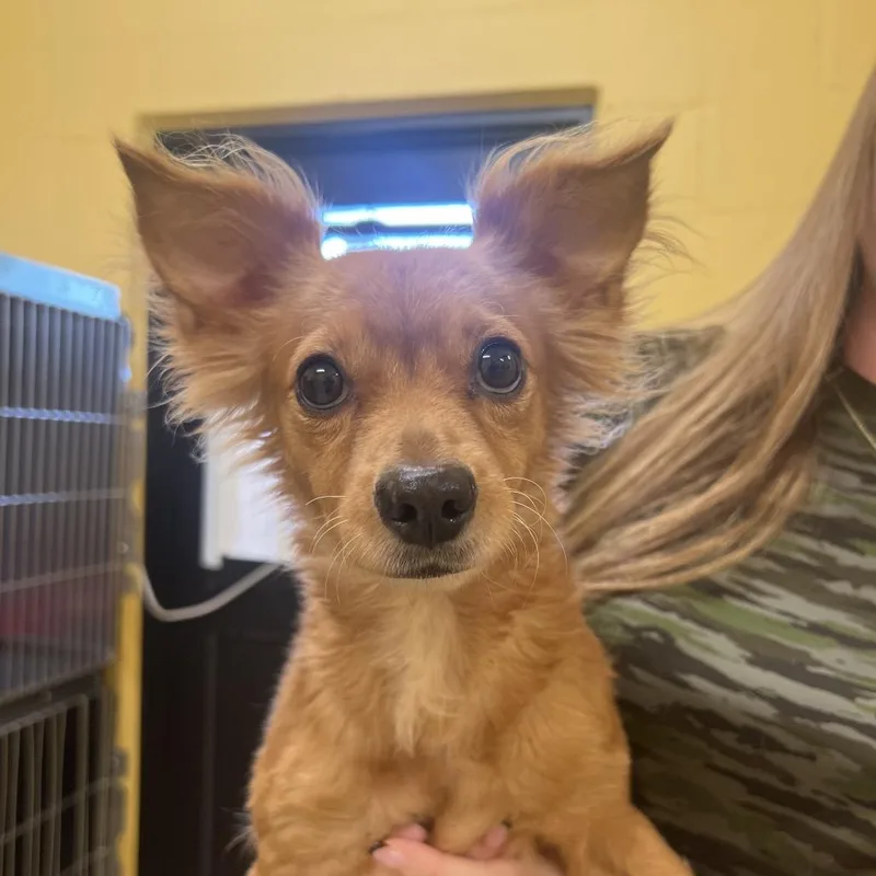 An adult small-sized female Brown / Chocolate Terrier dog named Karma for adoption in LOXAHATCHEE, FL