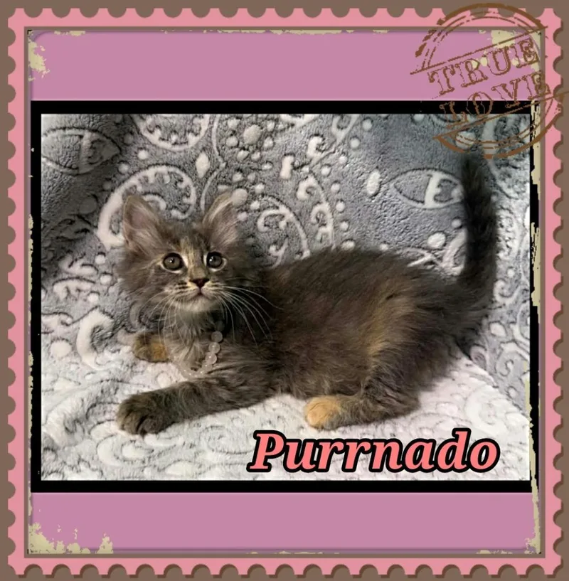 A baby small-sized female Domestic Long Hair cat named Purrnado for adoption in Jacksonville, IL