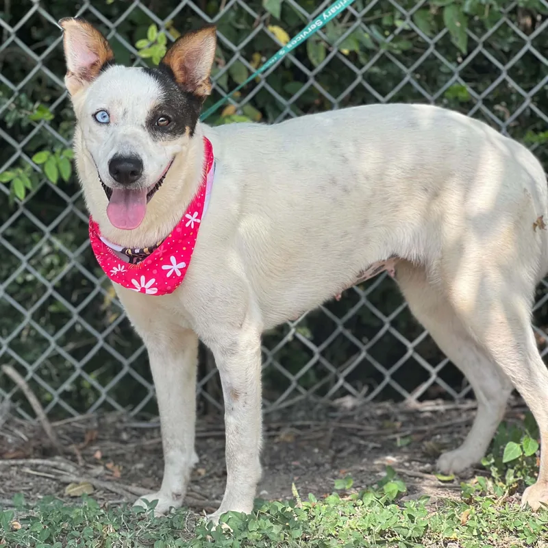 A young medium-sized female White / Cream Australian Cattle Dog / Blue Heeler dog named Clarissa for adoption in Madisonville, TX
