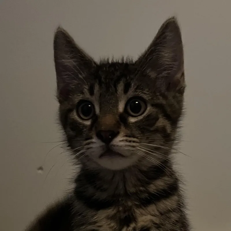 Lionel
