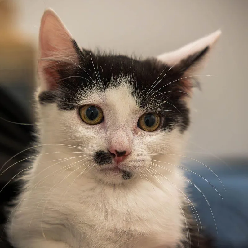 Billie Eilish thumbnail 4