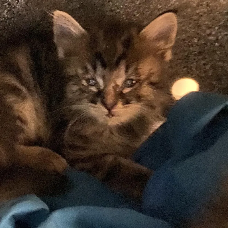 A baby small-sized female Gray / Blue / Silver Domestic Short Hair cat named Ivy for adoption in Reno, NV