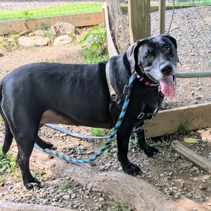 An adult large-sized female Black Labrador Retriever dog named Chessie for adoption in Phoenixville, PA