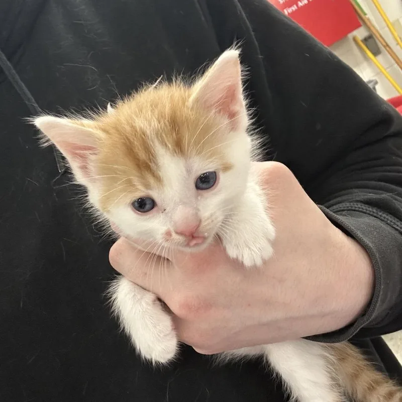 A baby small-sized male Orange / Red Domestic Long Hair cat named Galileo Galilei for adoption in Indianapolis, IN
