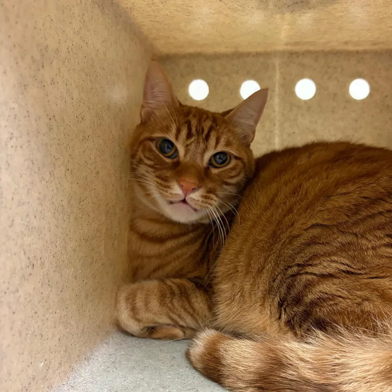 A senior large-sized female Orange / Red Domestic Short Hair cat named Sasha for adoption in Reno, NV